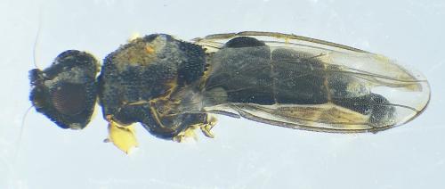 Réf. 281 278 : Ischiolepta sp.